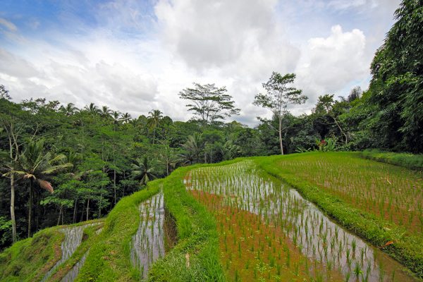 Rice terrace view from Dhanya Room