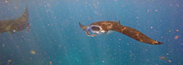 manta ray in bali