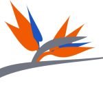 bird of paradise