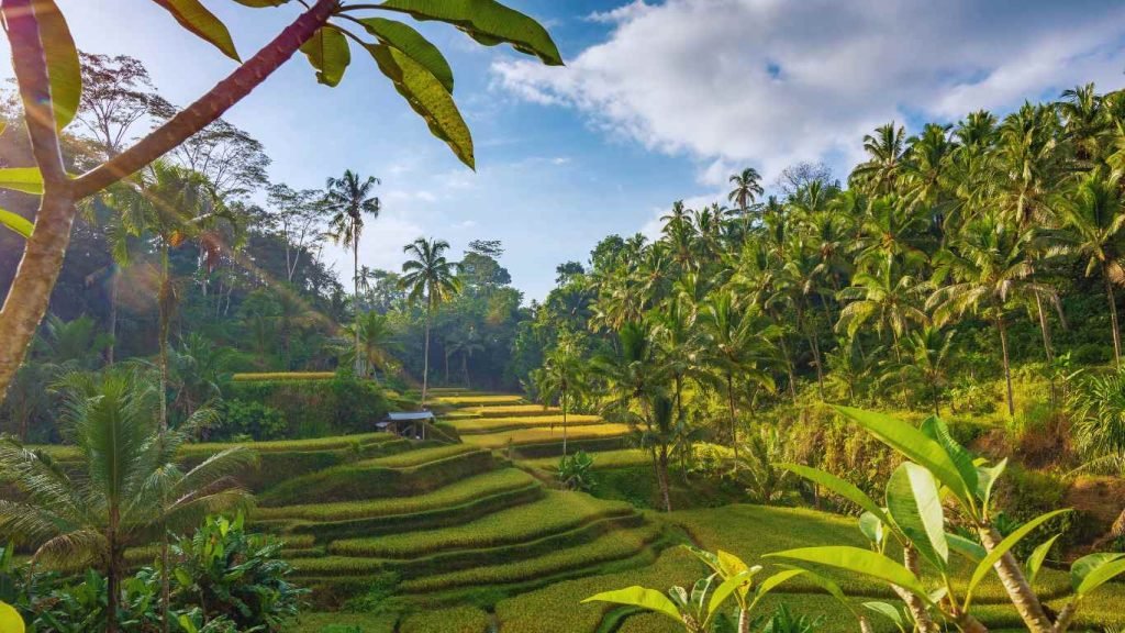 Tegalalang Rice Terraces