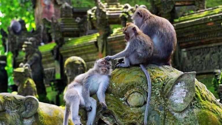 Monkey Forest Ubud