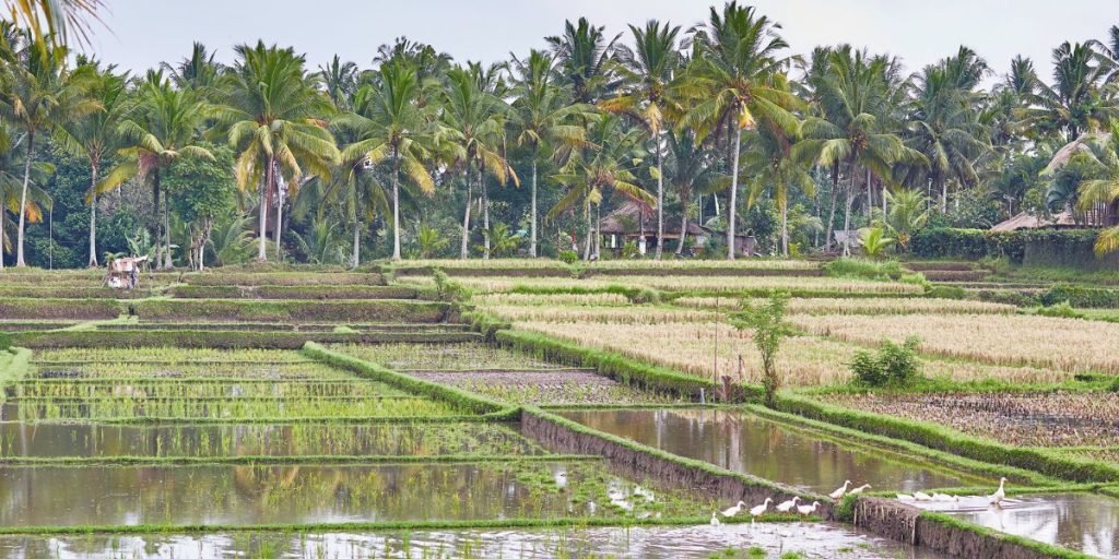 kubu in the rice field