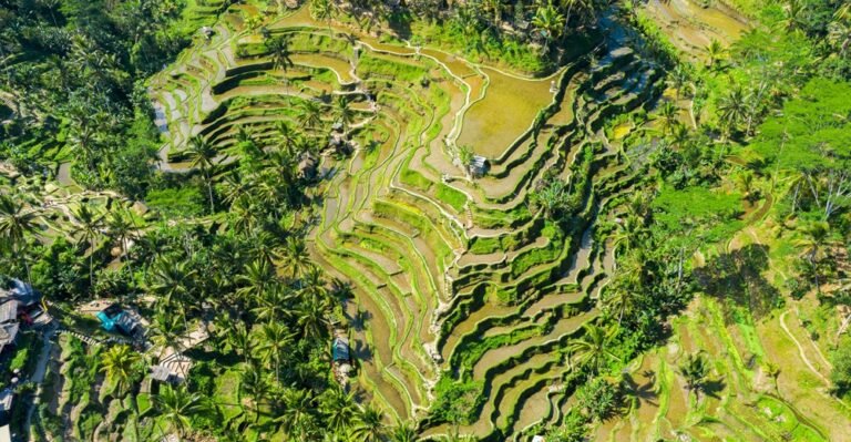 Aerial view of Terraced rice fields Bali, Indonesia.