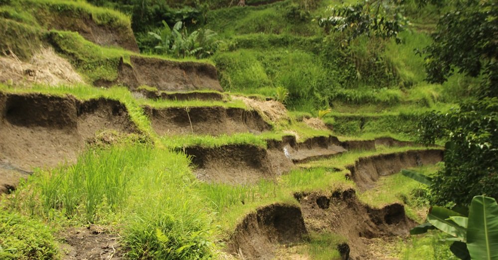 rice terraces