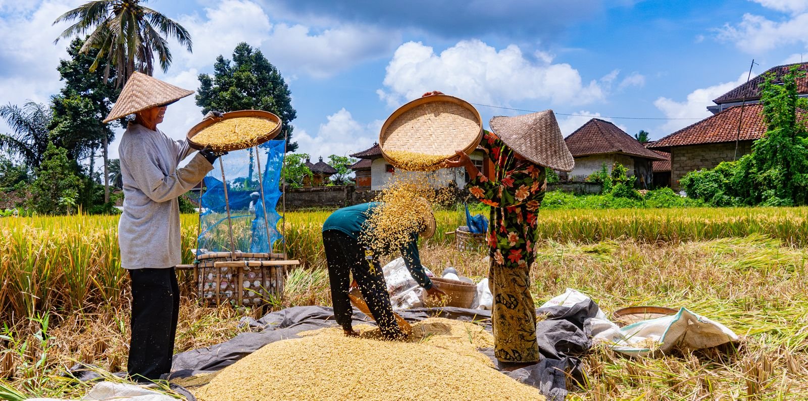 harvesting the rice ubud