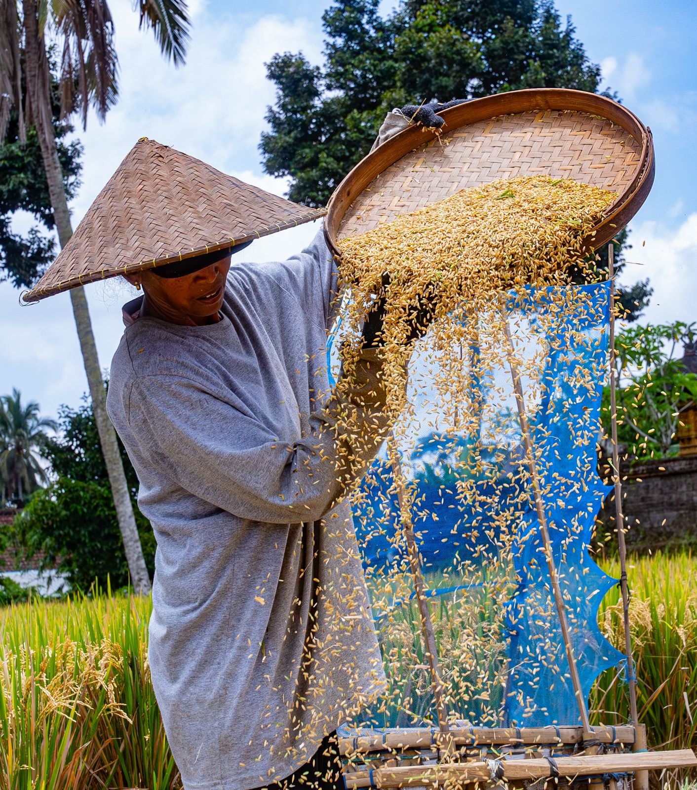 harvesting the rice