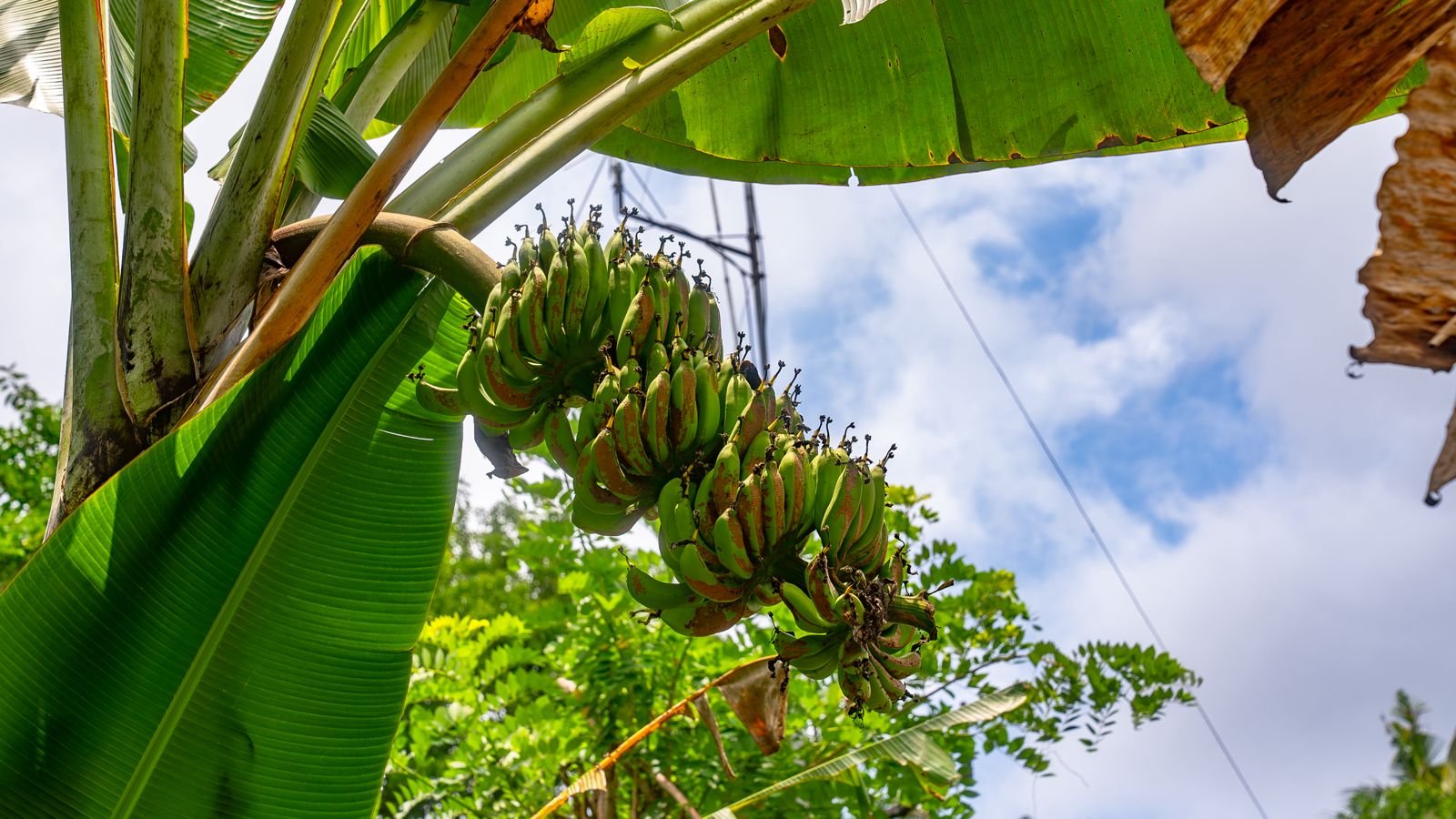 beautiful bananas