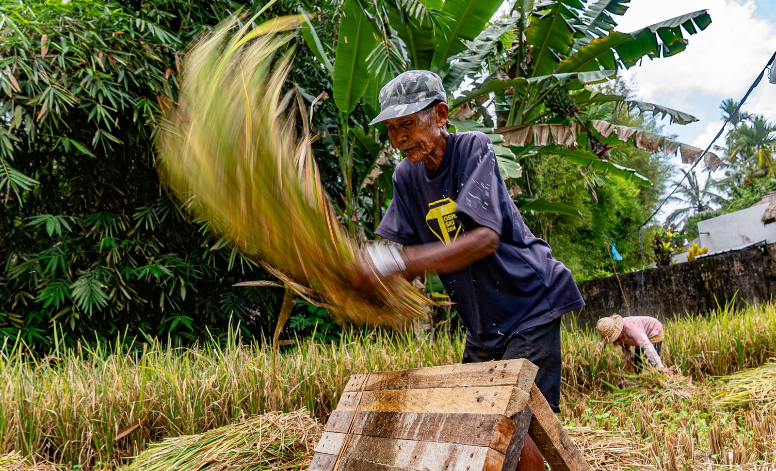 kakek harvesting the rice