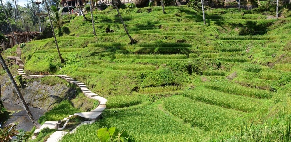 tegallalang rice terraces 