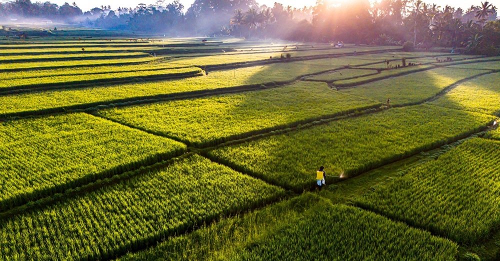 A luxurious resort in Ubud Payangan surrounded by tropical gardens.