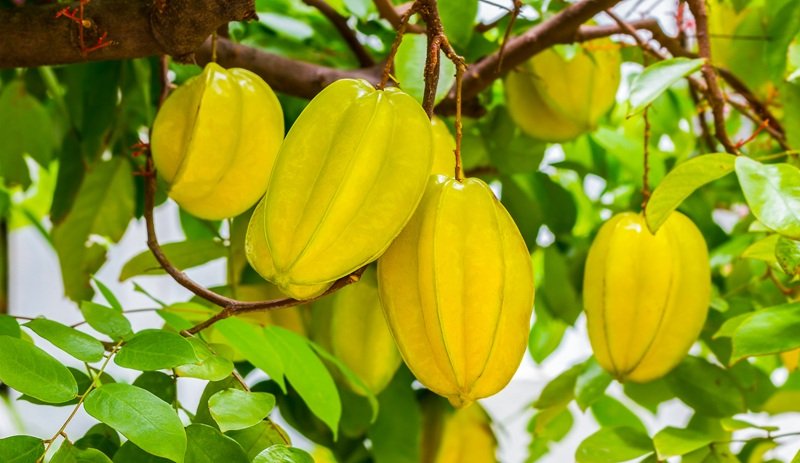 starfruit