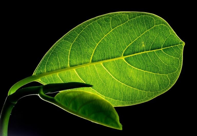 Jackfruit Leaves Curb Diabetes and Restore Body-Mind Harmony in Balinese Medicine