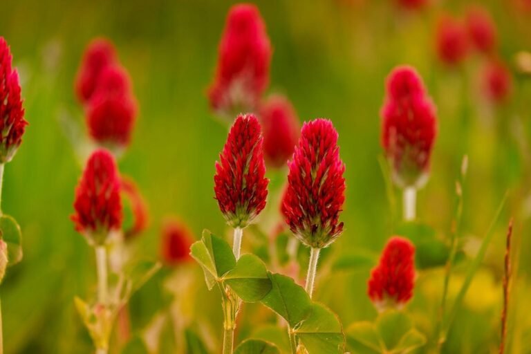Wild Mountain Cloverleaf Battles Cancer with Potent Natural Antioxidants