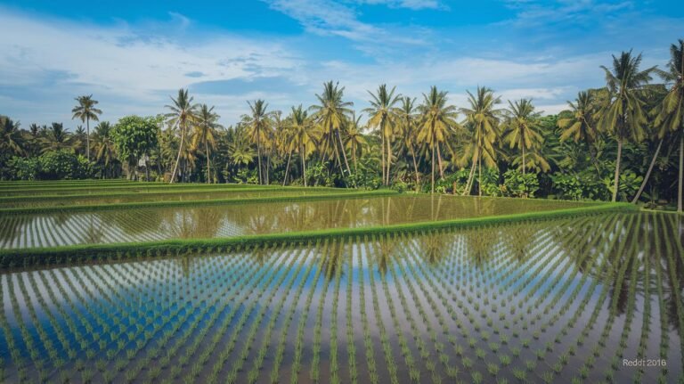 2. Rice & Fruit Farm Ubud menu and prices shine