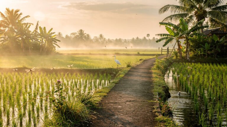 The Path Between the Rice