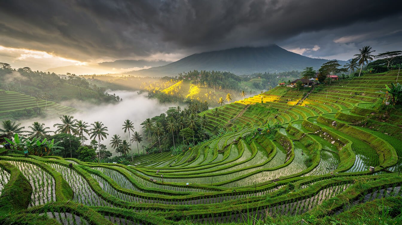 Bali wet season lush emerald green rice terraces