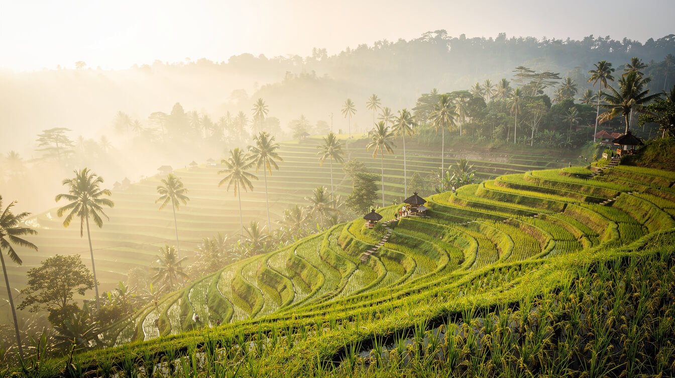 Misty sunrise over rice terraces near Ubud